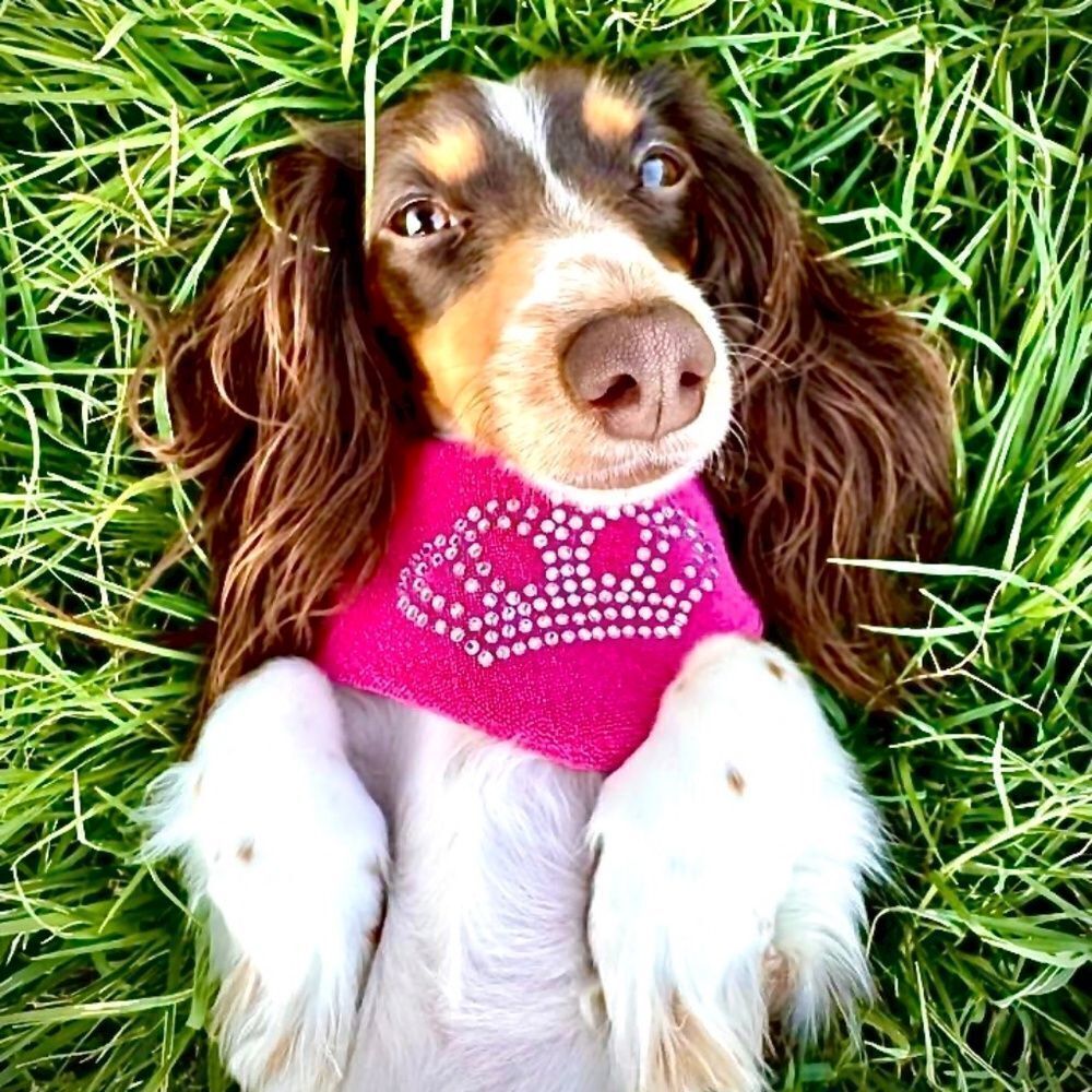 Juicy Couture X Louadore Terry Cloth Dog Bandana Hot Pink